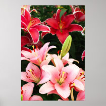 Pink red lily flowers posters