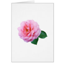 Pink Renaissance Rose cards