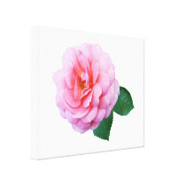 Pink Renaissance Rose Gallery Wrapped Canvas