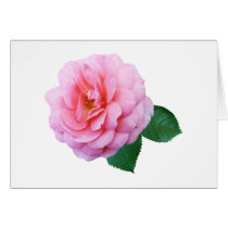 Pink Renaissance Rose cards