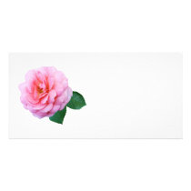 Pink Renaissance Rose photo cards