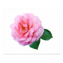 Pink Renaissance Rose posters