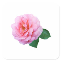 Pink Renaissance Rose stickers