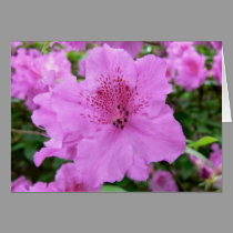 Pink Rhodie cards
