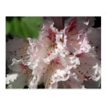 Pink Rhododendron 2 Post Card