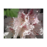Pink Rhododendron 2 Post Card