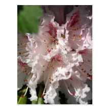 Pink Rhododendron 2 Postcard