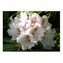 Pink Rhododendron and Cedar Sprigs Business Cards