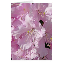 Pink Rhododendron cards