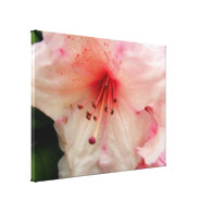 pink rhododendron flower stretched canvas prints