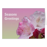 pink rhododendron flowers seasons greetings cards