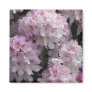 Pink Rhododendron Gifts Fridge Magnets