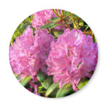 Pink Rhododendron II