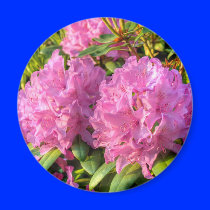 Pink Rhododendron II Refrigerator Magnet