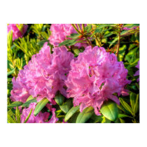 Pink Rhododendron II posters
