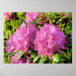 Pink Rhododendron II posters