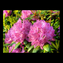 Pink Rhododendron II posters