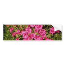 Pink Rhododendron Indicum 'Rose' (Azalea) flowers Bumper Sticker