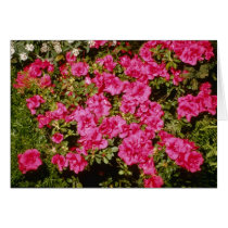 Pink Rhododendron Indicum 'Rose' (Azalea) flowers Greeting Card