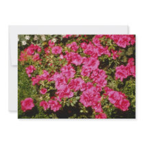 Pink Rhododendron Indicum 'Rose' (Azalea) flowers Invites