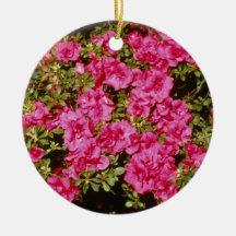 Pink Rhododendron Indicum 'Rose' (Azalea) flowers Ornament