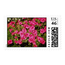 Pink Rhododendron Indicum 'Rose' (Azalea) flowers Postage Stamp