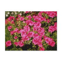 Pink Rhododendron Indicum 'Rose' (Azalea) flowers Postcards