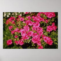 Pink Rhododendron Indicum 'Rose' (Azalea) flowers Posters