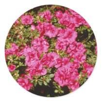 Pink Rhododendron Indicum 'Rose' (Azalea) flowers Round Stickers