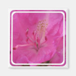 Pink Rhododendron  Magnet