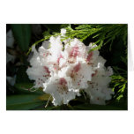 Pink Rhododendron Photo Greeting Card