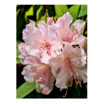 Pink Rhododendron Post Card