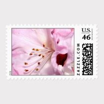 Pink Rhododendron Postage postage