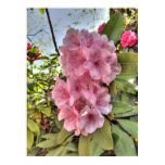 Pink Rhododendron