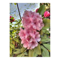 Pink Rhododendron posters