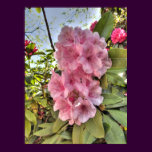 Pink Rhododendron