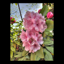 Pink Rhododendron posters