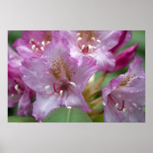 Pink Rhododendron Posters