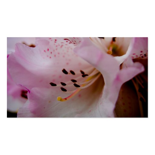 Pink Rhododendron | Rosa Rhododendron Business Card (back side)