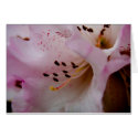Pink Rhododendron | Rosa Rhododendron cards