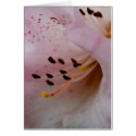 Pink Rhododendron | Rosa Rhododendron cards