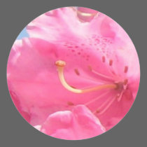 Pink Rhododendron Sticker by gramabarb Pink Rhododendron Sticker