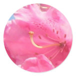 Pink Rhododendron Sticker Pink Rhododendron Sticker