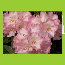 Pink Rhododendrons Card