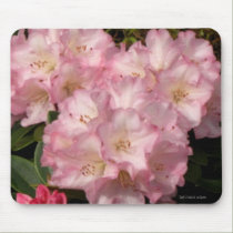 Pink Rhododendrons Mousepad mousepads