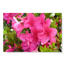Pink Rhododendrons posters
