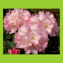 Pink Rhododendrons Poster posters