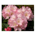 Pink Rhododrendons Poster print