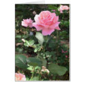 Pink Rose 1 cards