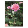 Pink Rose 1